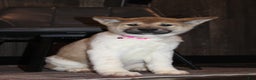 Akita dogs for sale: AKC Kuna - Ad 2