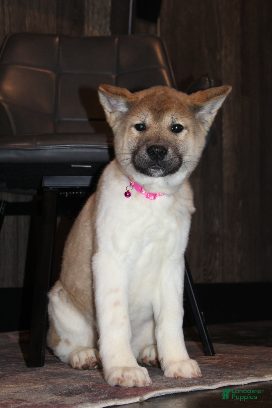 Akita dogs for sale: AKC Kuna - Ad 2
