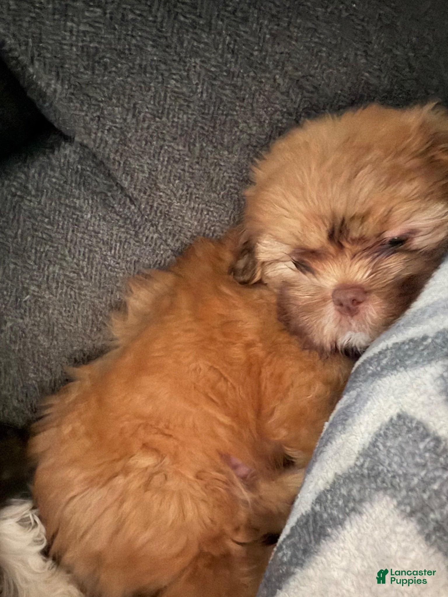 Shih Tzu dogs Shih Tzu 3 - Ad 2