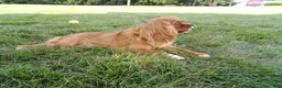 Cavalier King Charles Spaniel dogs for sale: Gracie - Ad 6