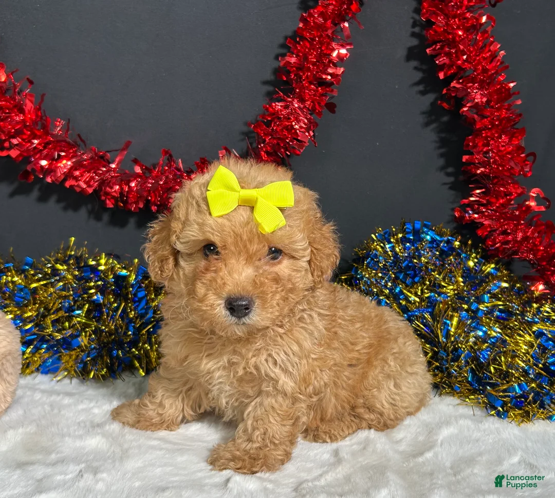 Miniature Poodle dogs for sale: Shayla - Ad 1