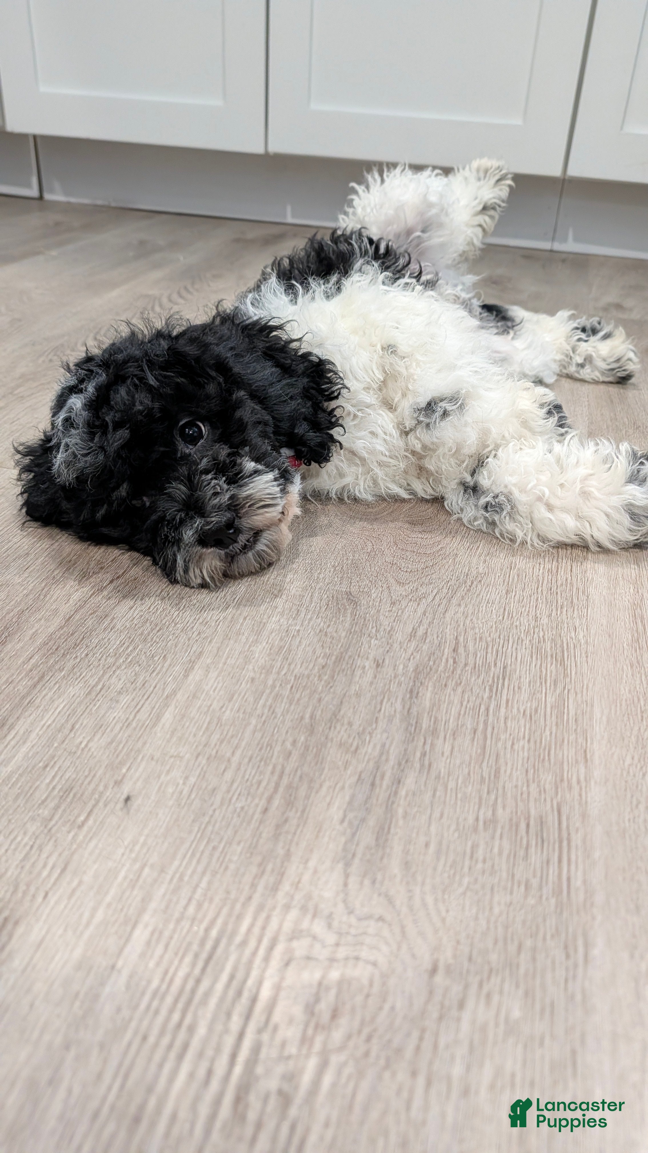 Cockapoo dogs Sonny (F2b) - Ad 1