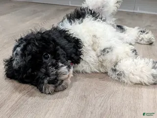Cockapoo dogs Sonny (F2b) - Ad 1