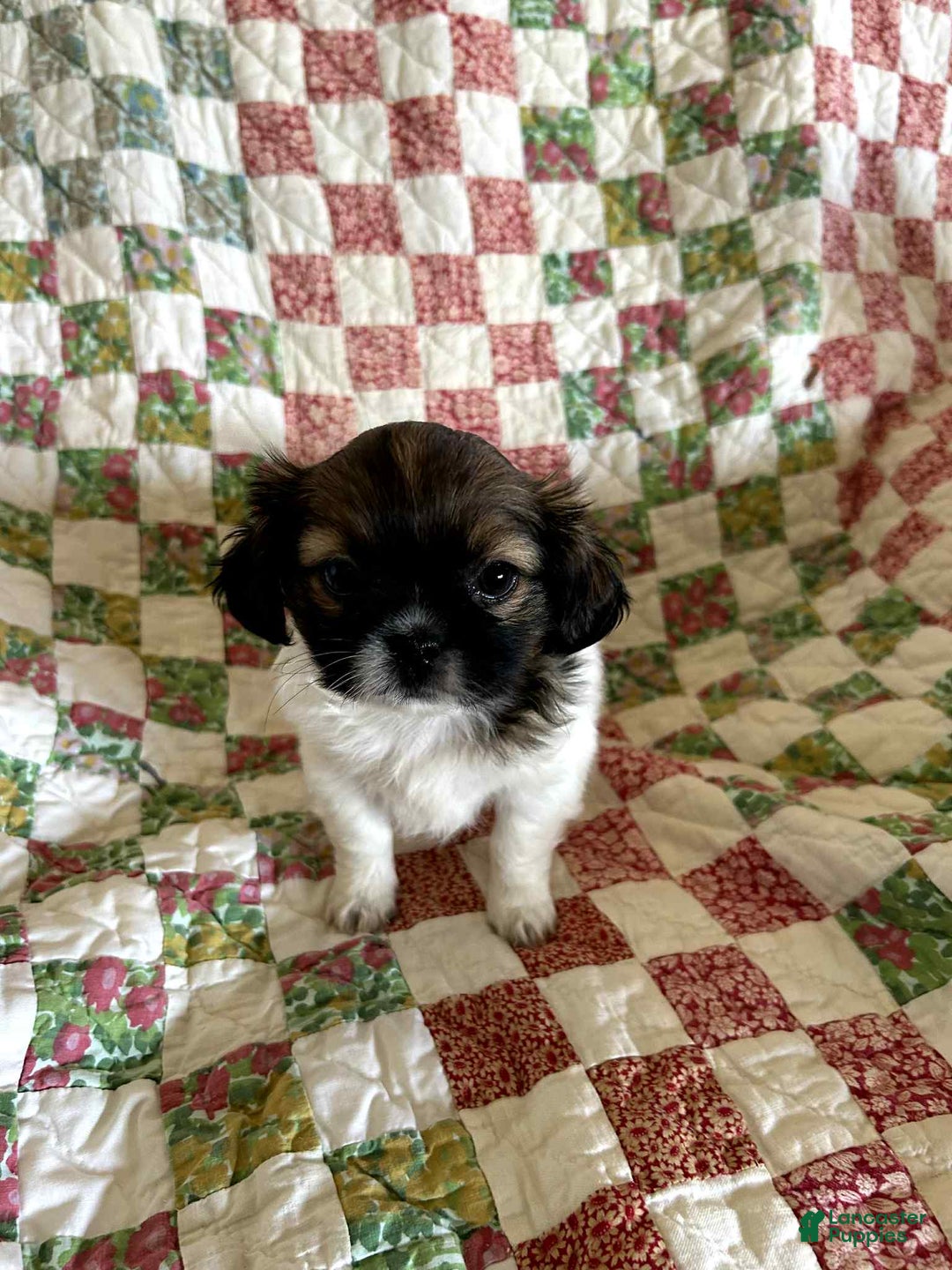 Shih Tzu dogs for sale: Eleanor - Ad 1