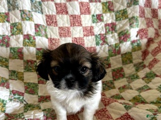 Shih Tzu dogs Eleanor - Ad 39