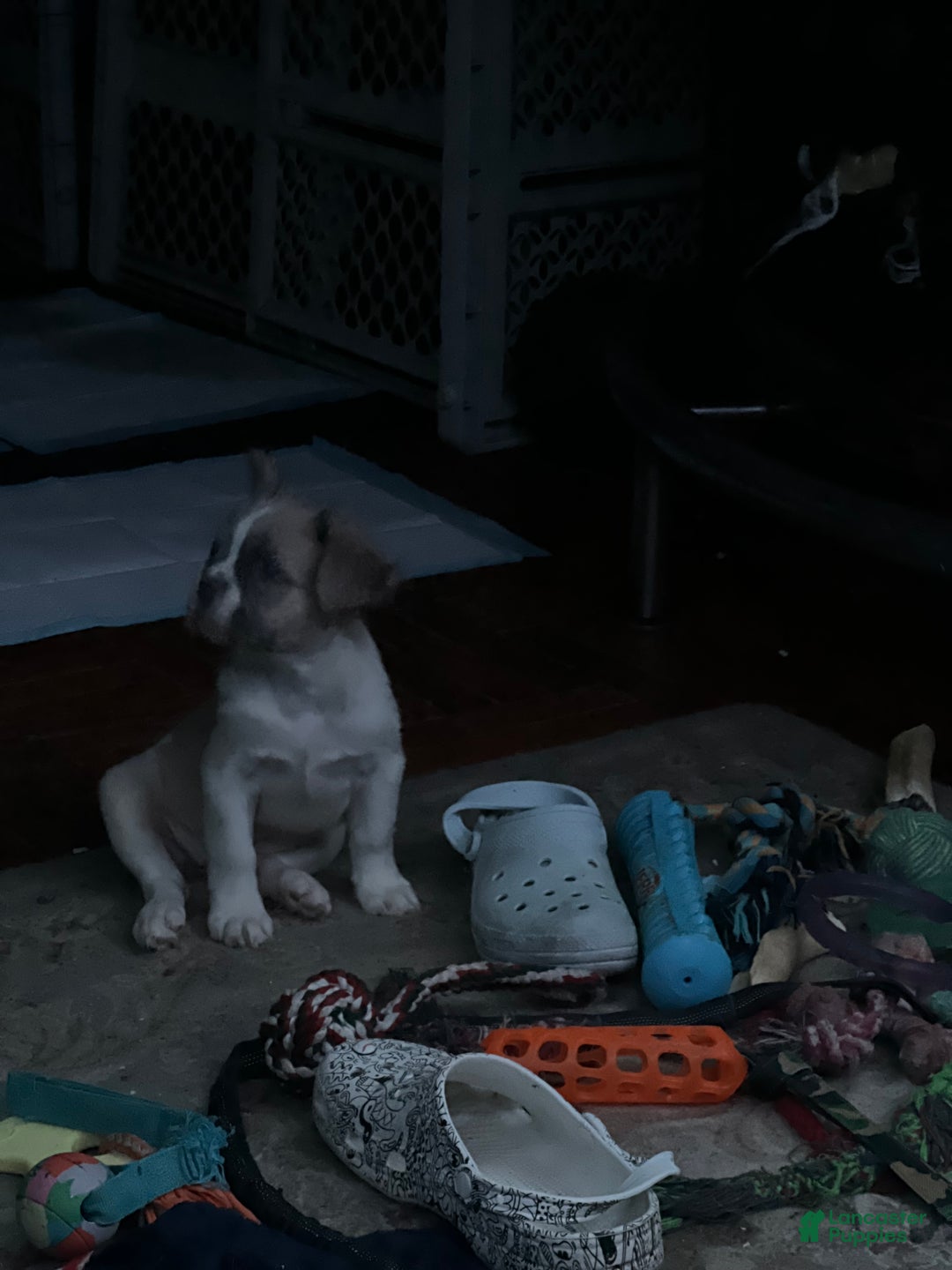 French Bulldog dogs for sale: LUCY - Ad 4