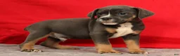 Beabull dogs for sale: Chad - Ad 6