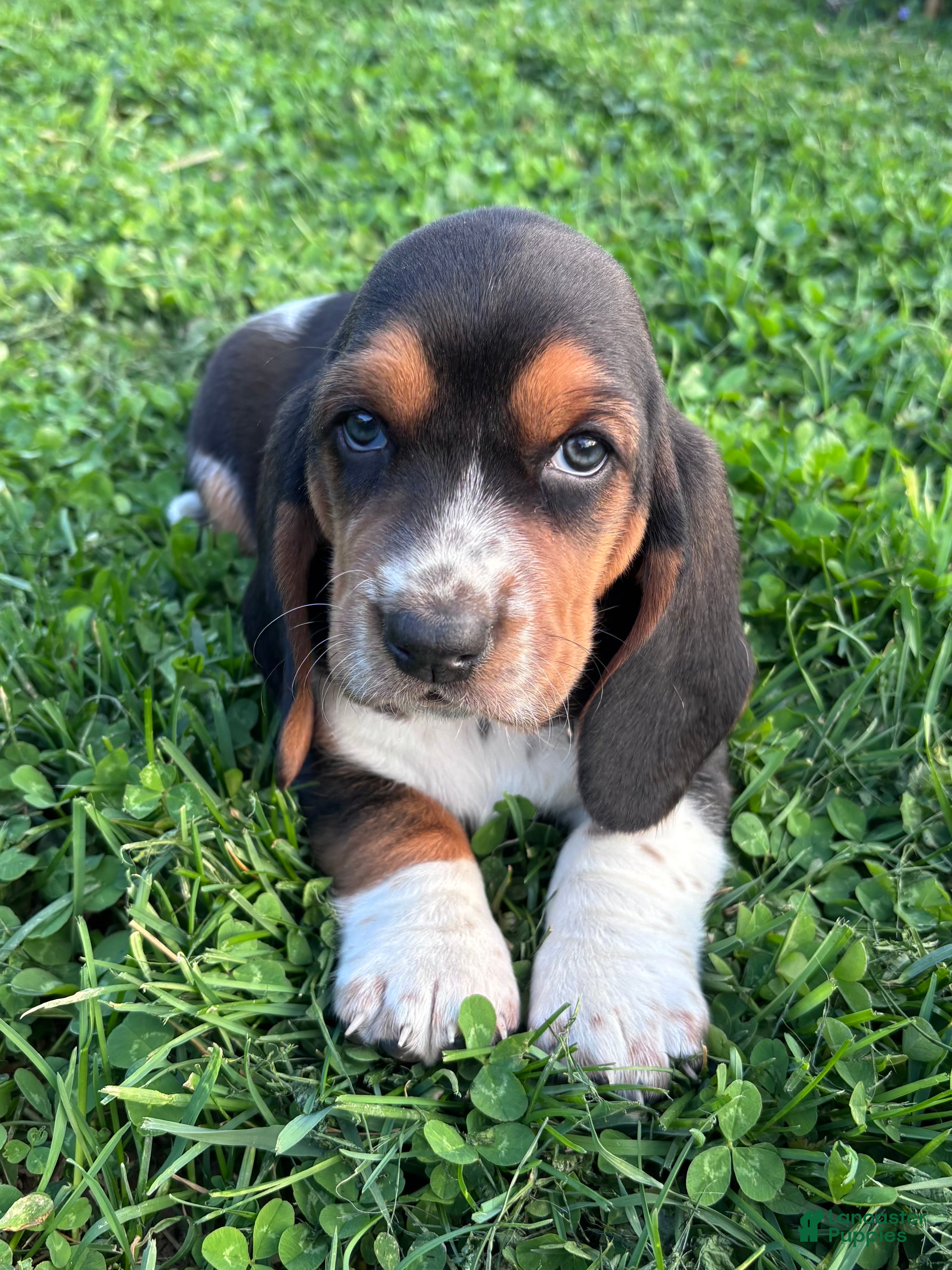 Basset Hound dogs Princess - Ad 15