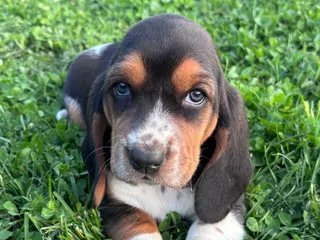 Basset Hound dogs Princess - Ad 15
