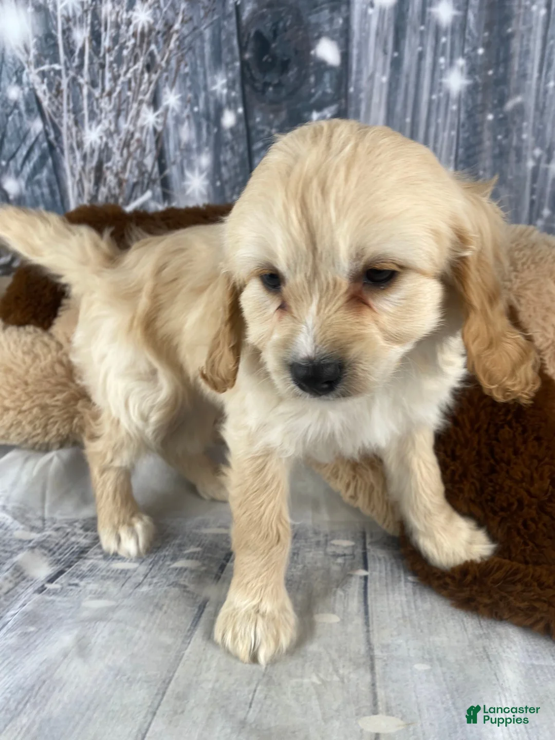 Cavapoo dogs for sale: Bonnie - Ad 7