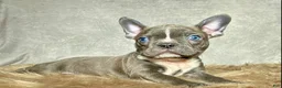 Frenchton dogs for sale: Mr. Finn - Ad 8