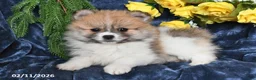 Pomeranian dogs for sale: Randy - Ad 5