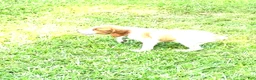 Brittany Spaniel dogs for sale: Luke - Ad 4