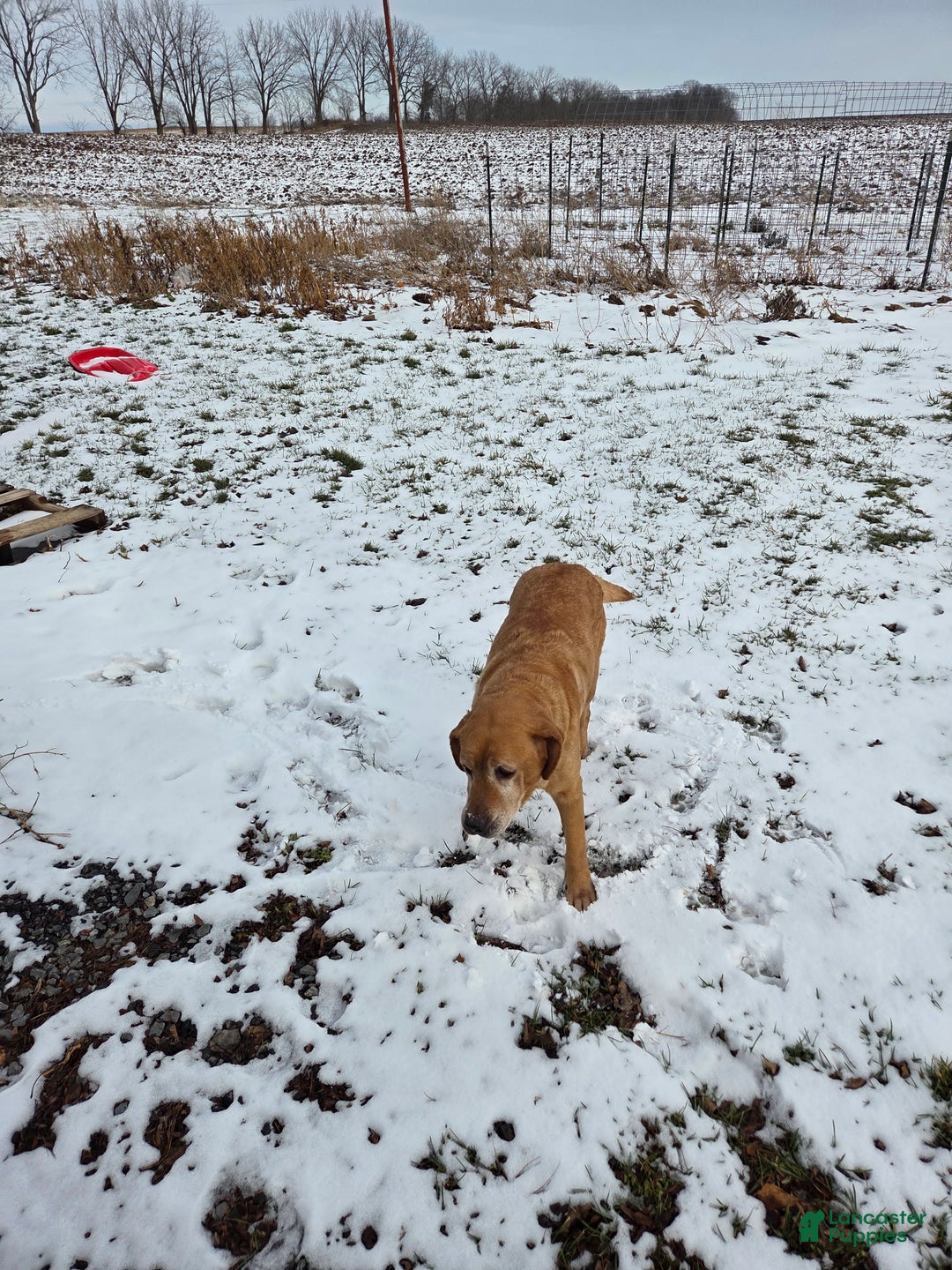 Mixed Breed dogs for sale: Labrador/Cocker Spaniel  - Ad 4