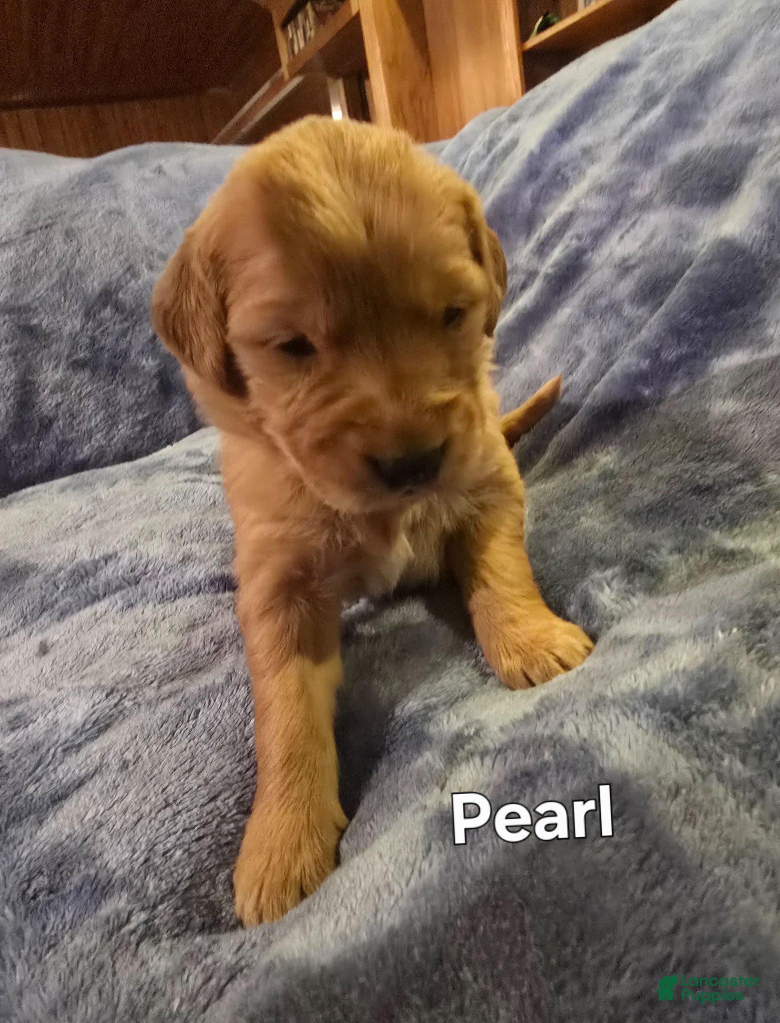 Golden Retriever dogs White Girl - Ad 16