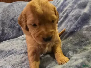 Golden Retriever dogs White Girl - Ad 10