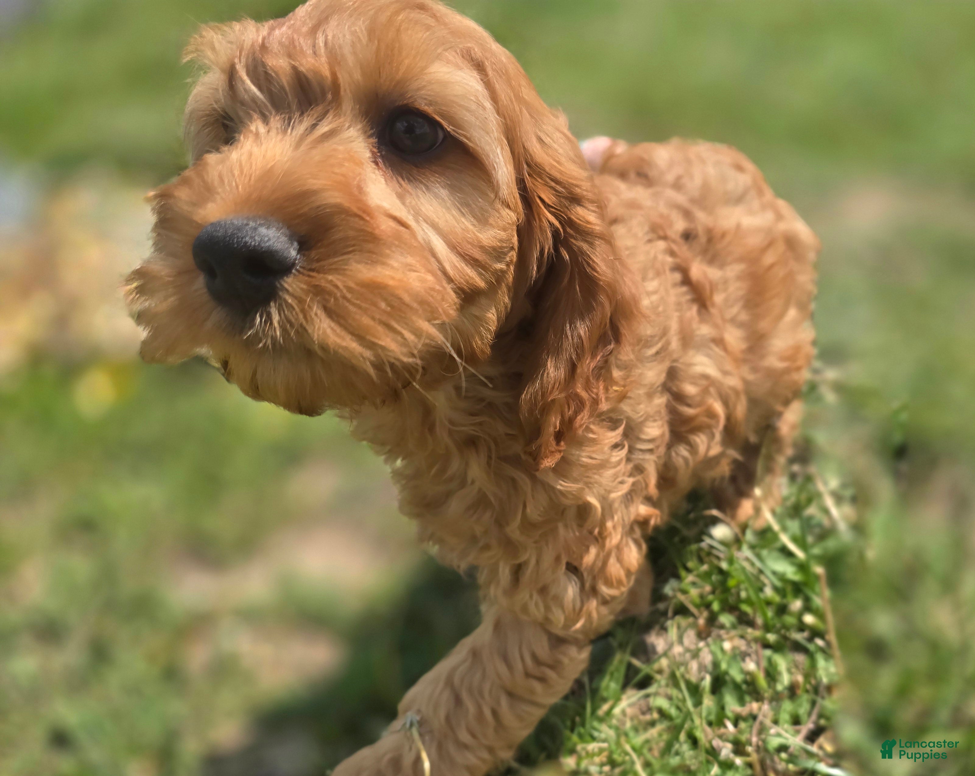 Cockapoo dogs Sundog - Ad 5