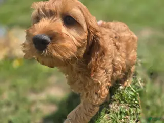 Cockapoo dogs Sundog - Ad 5