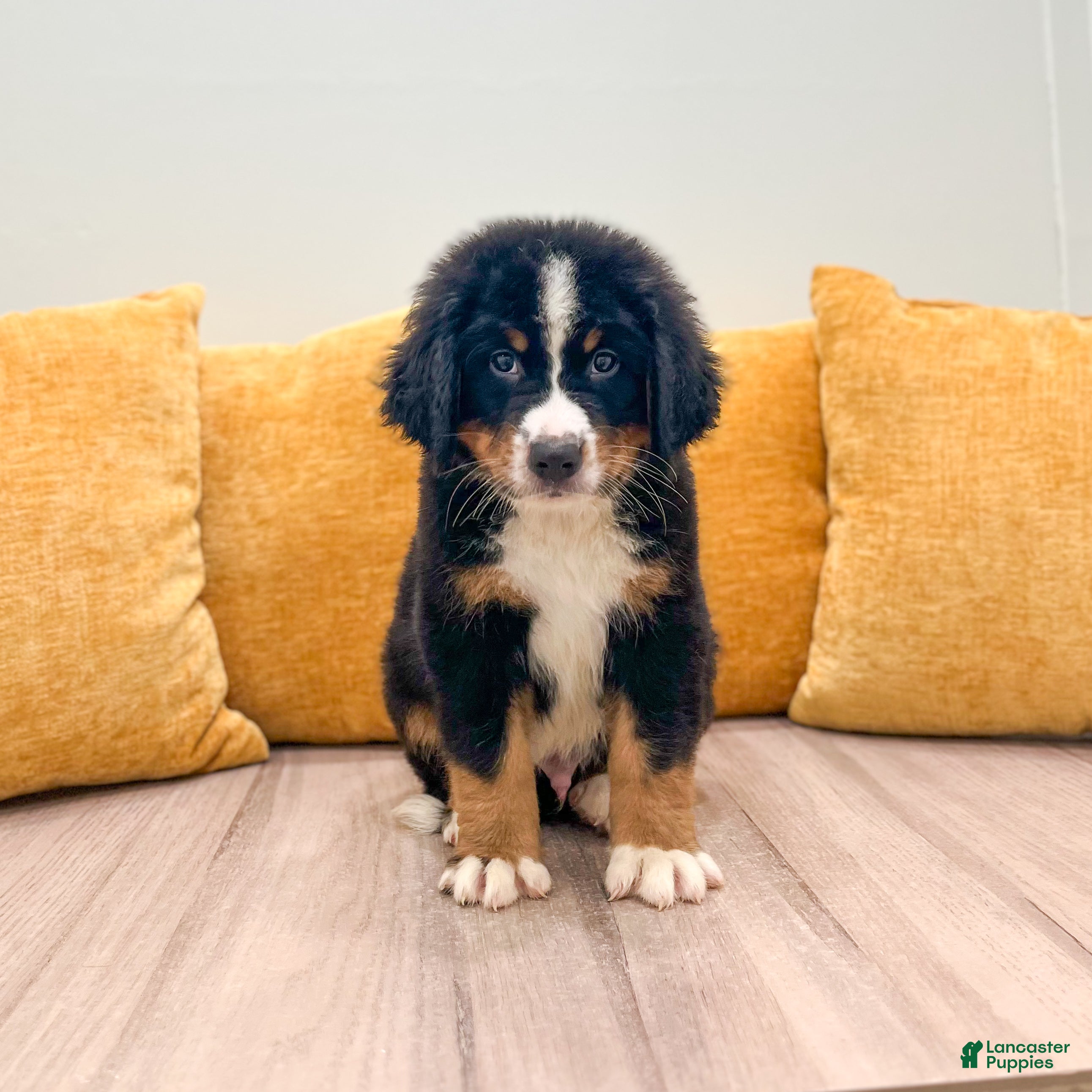 Bernese Mountain Dog dogs Charlie - Ad 1