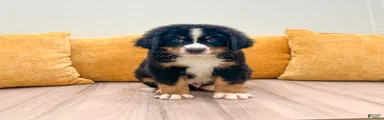 Charlie