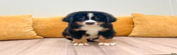 Bernese Mountain Dog dogs for sale: Charlie - Ad 1
