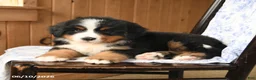 Bernese Mountain Dog dogs for sale: Max - Ad 3