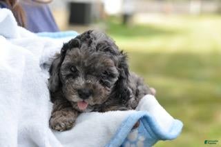 Cavapoo dogs Cavapoo 3 Twinkle - Ad 1