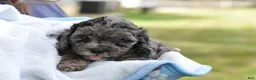 Cavapoo dogs for sale: Cavapoo 3 Twinkle - Ad 1