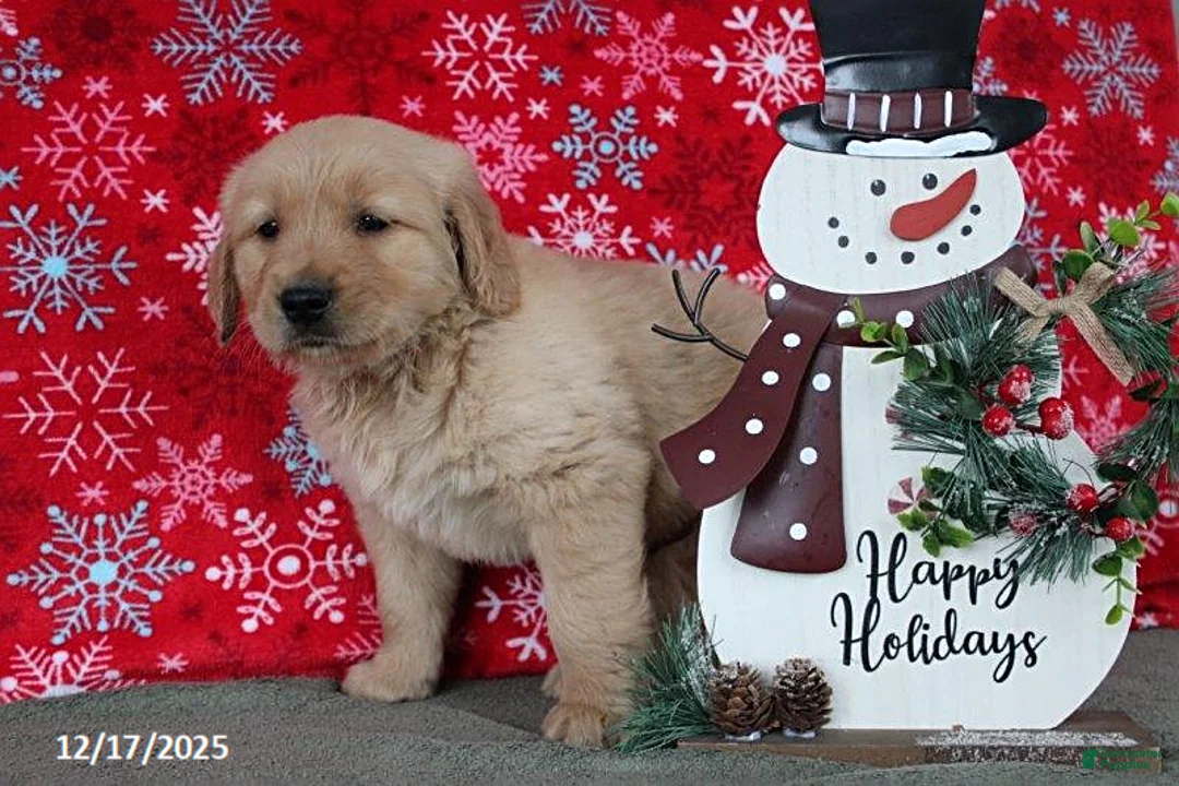 Golden Retriever dogs for sale: Buffy - Ad 5