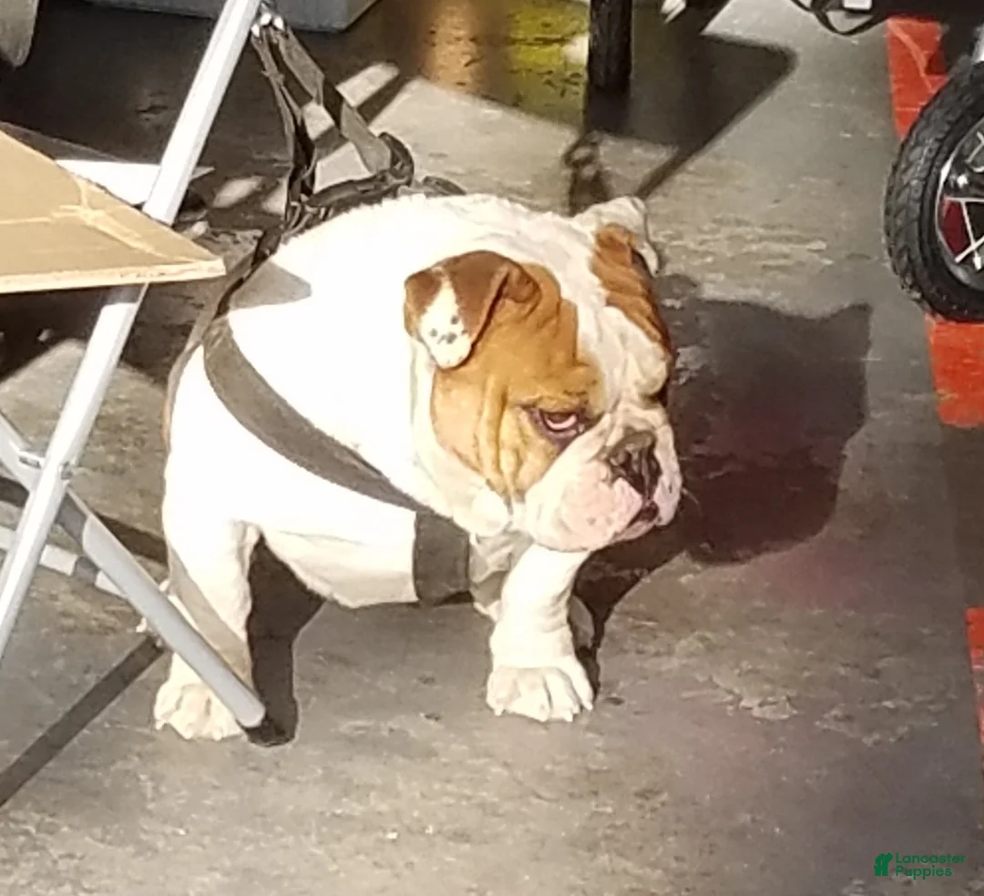 English Bulldog dogs for sale: English Bulldog 1 - Ad 2