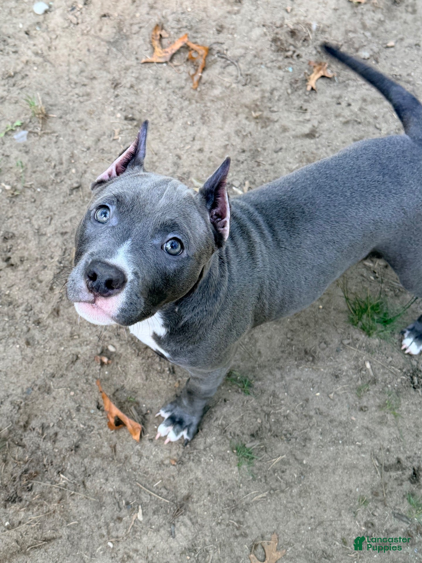 American Bully dogs Star - Ad 1