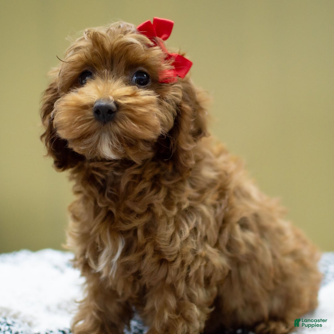 Cockapoo dogs for sale: Kali - Ad 3