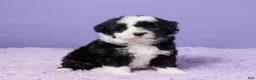 Mini Sheepadoodle dogs for sale: Sarge - Ad 3