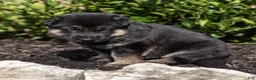 German Shepherd dogs for sale: Ollie - Ad 3