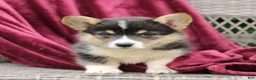 Welsh Corgi Pembroke dogs for sale: Jade  - Ad 4