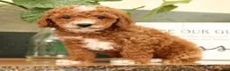 Miniature Poodle dogs for sale: Alex - Ad 3