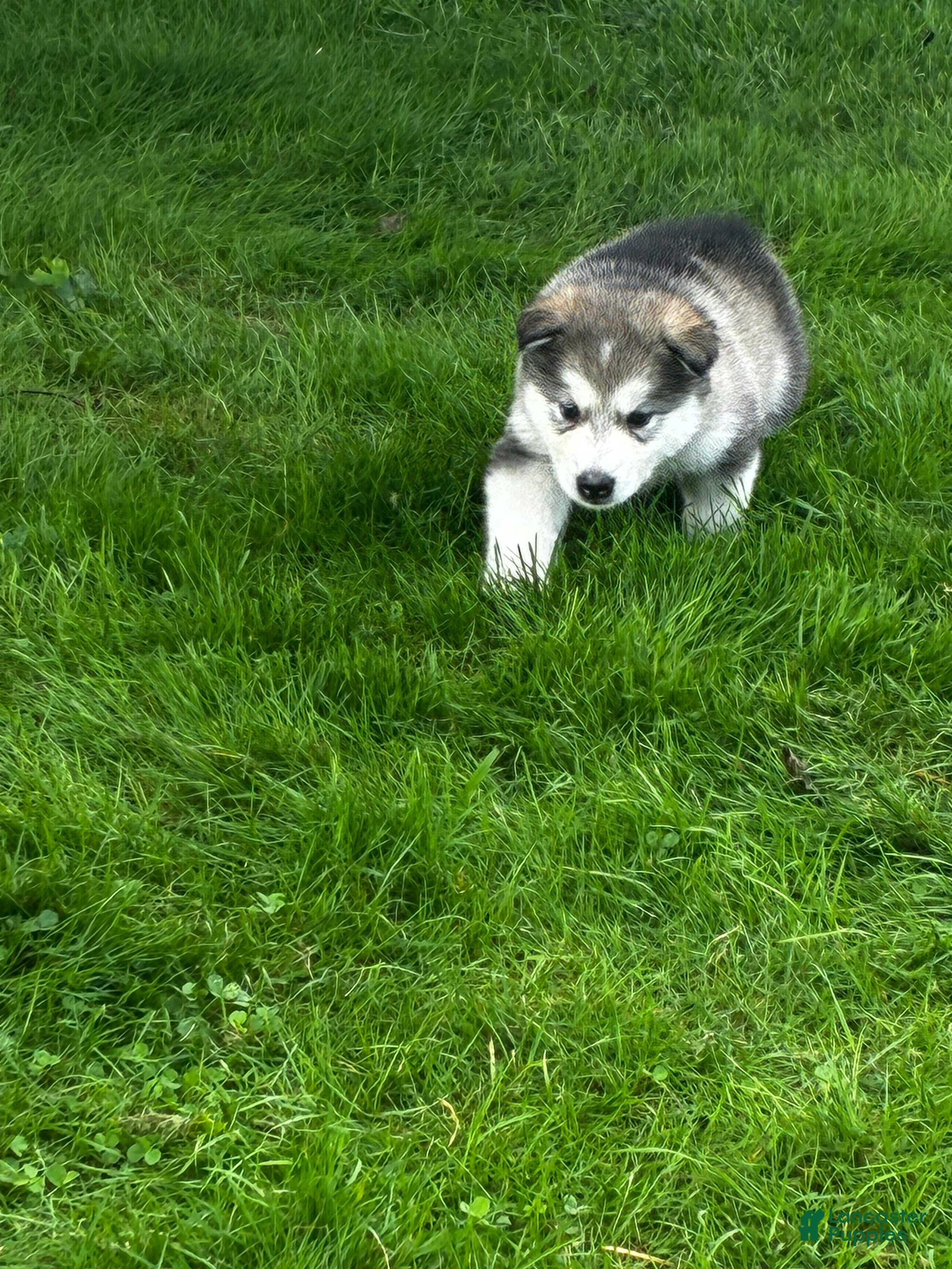 Alaskan Malamute dogs Pickles 🥒  - Ad 2