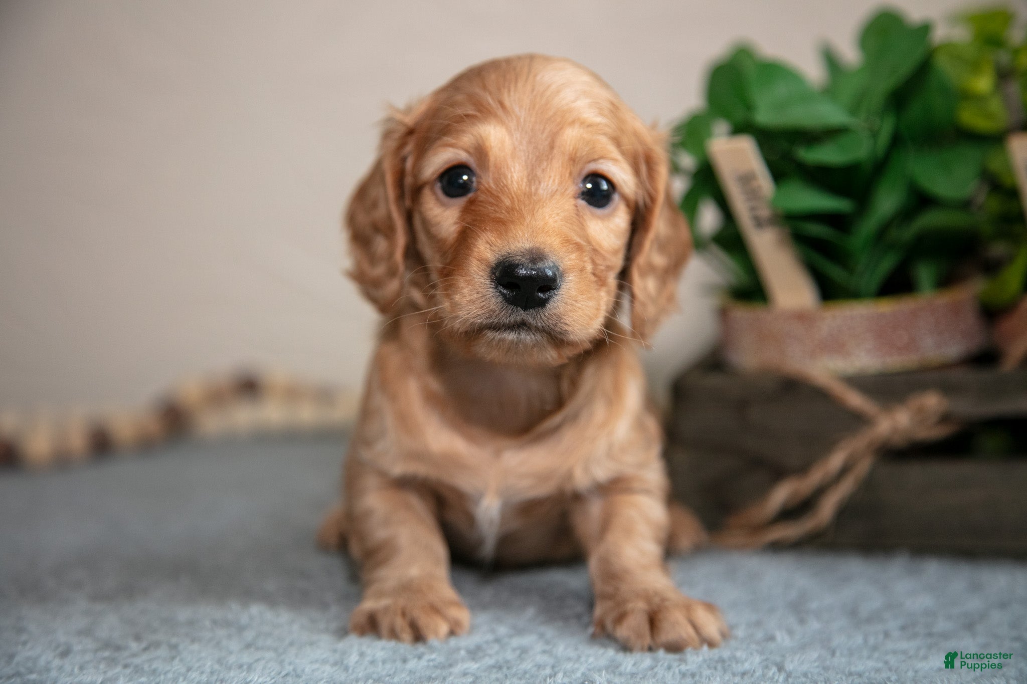 Miniature Dachshund dogs Parker - Ad 2