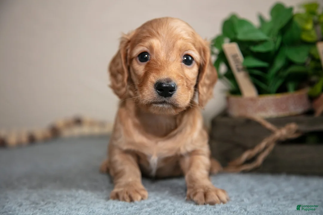Miniature Dachshund dogs for sale: Parker - Ad 2