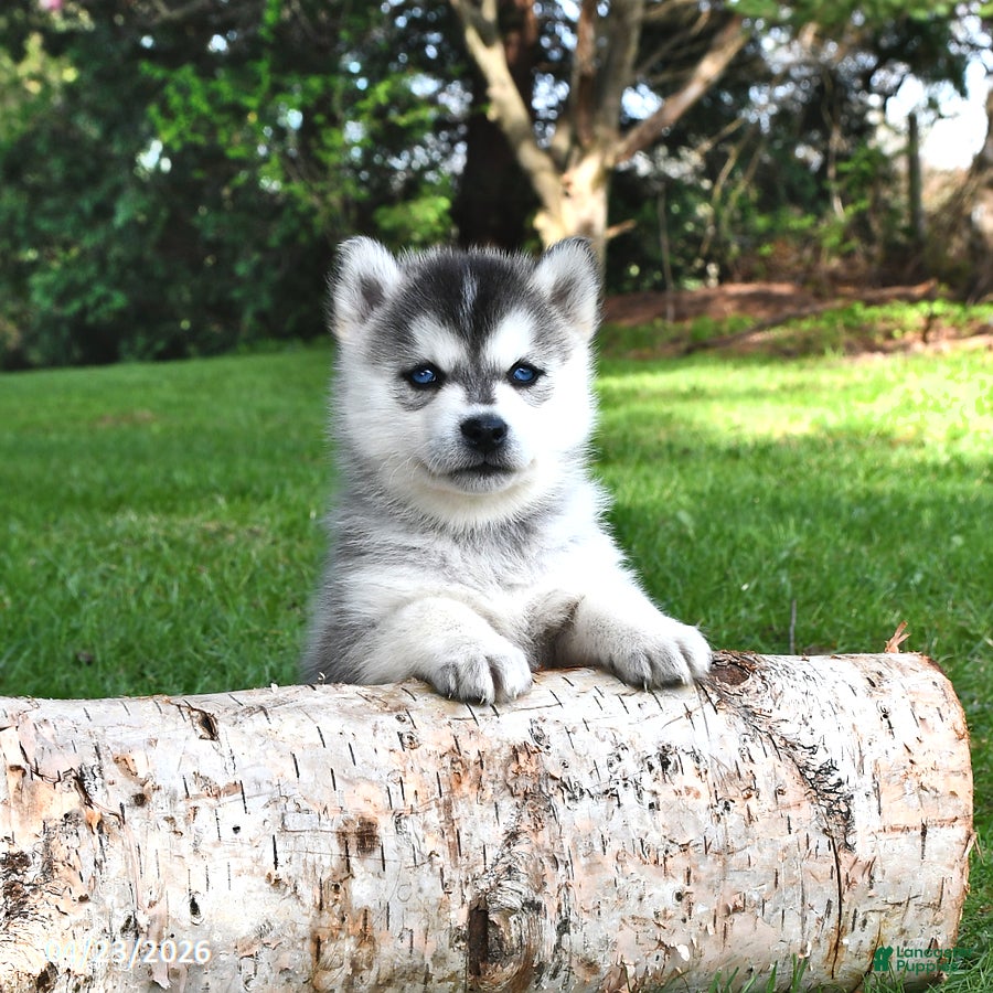 Pomsky dogs Comet - Ad 1