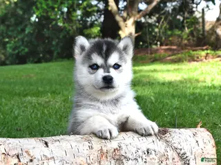 Pomsky dogs for sale: Comet - Ad 1
