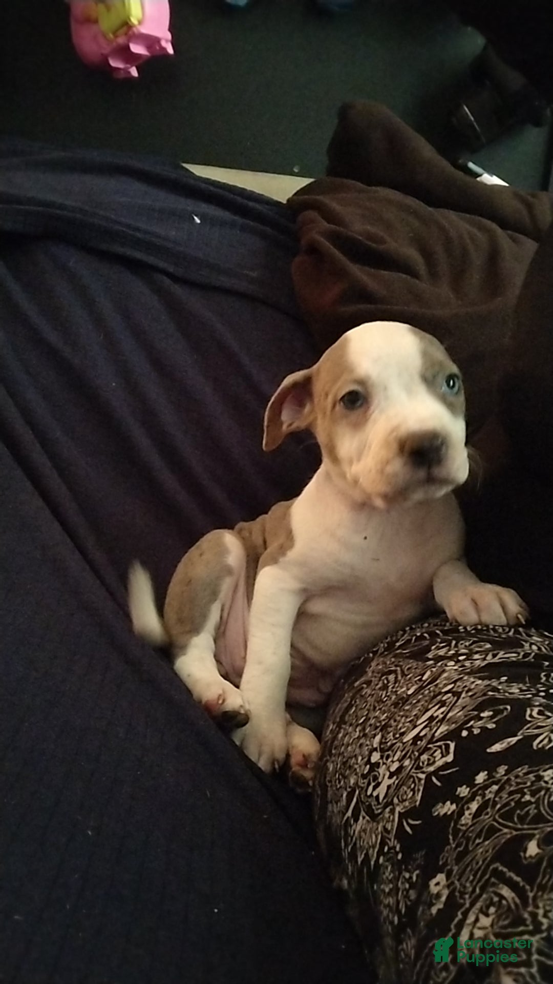 American Bully dogs Yellow - Ad 11