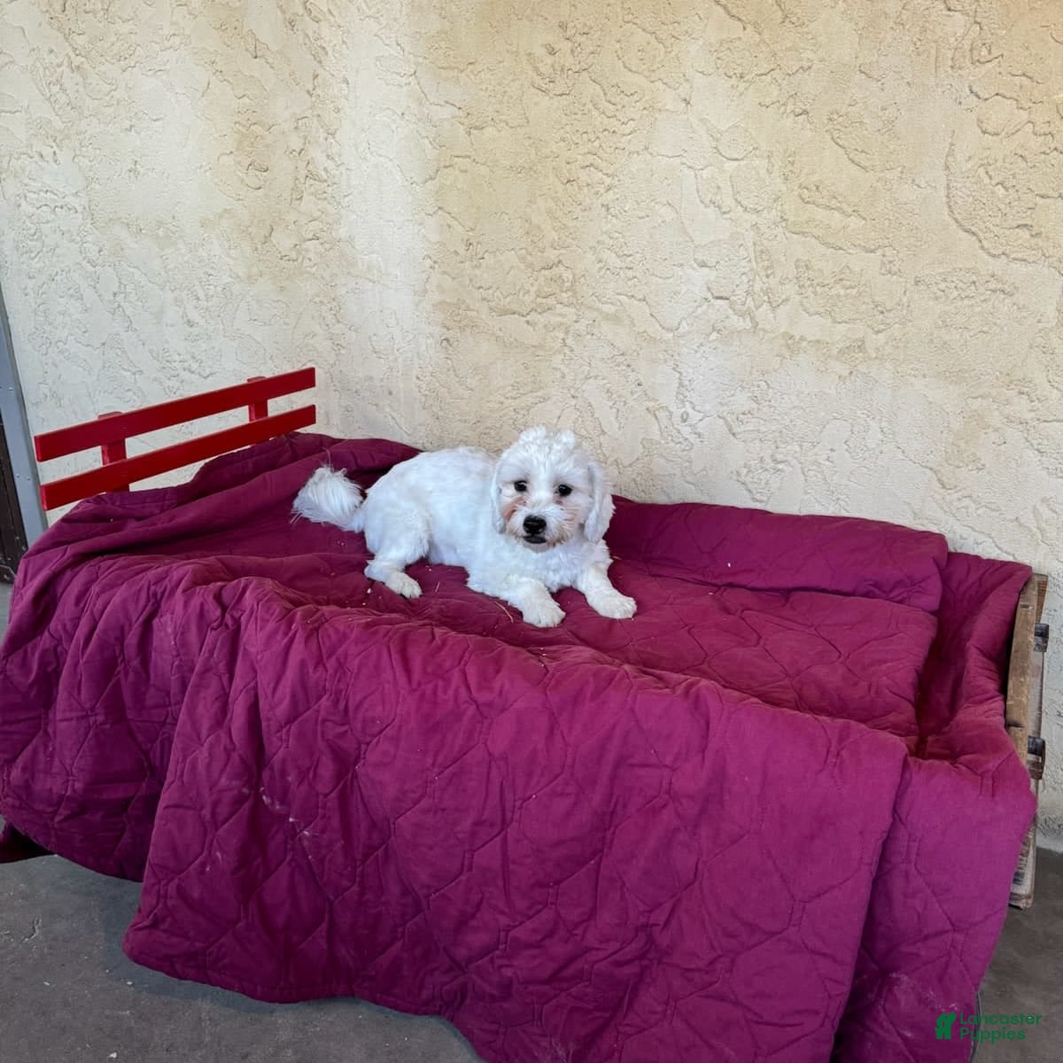 Teddy Bear dogs Dale - Ad 29