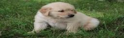 Golden Retriever dogs for sale: Golden Retriever 2 - Ad 2