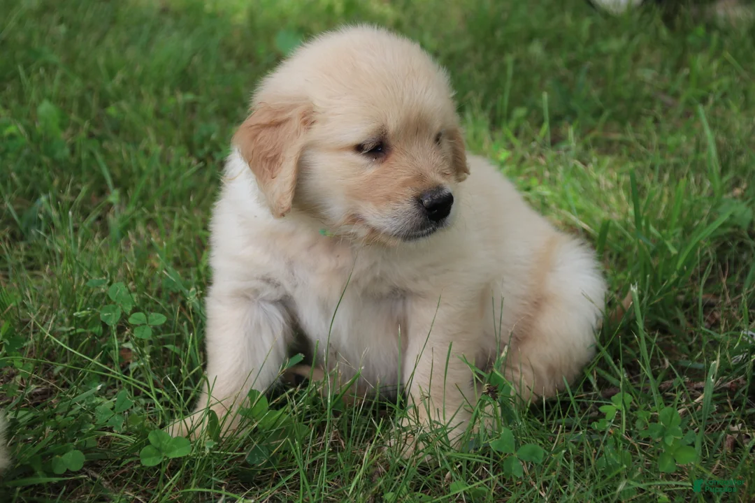 Golden Retriever dogs for sale: Golden Retriever 2 - Ad 2