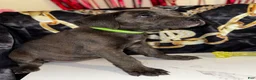 Cane Corso dogs for sale: Gaia - Ad 1
