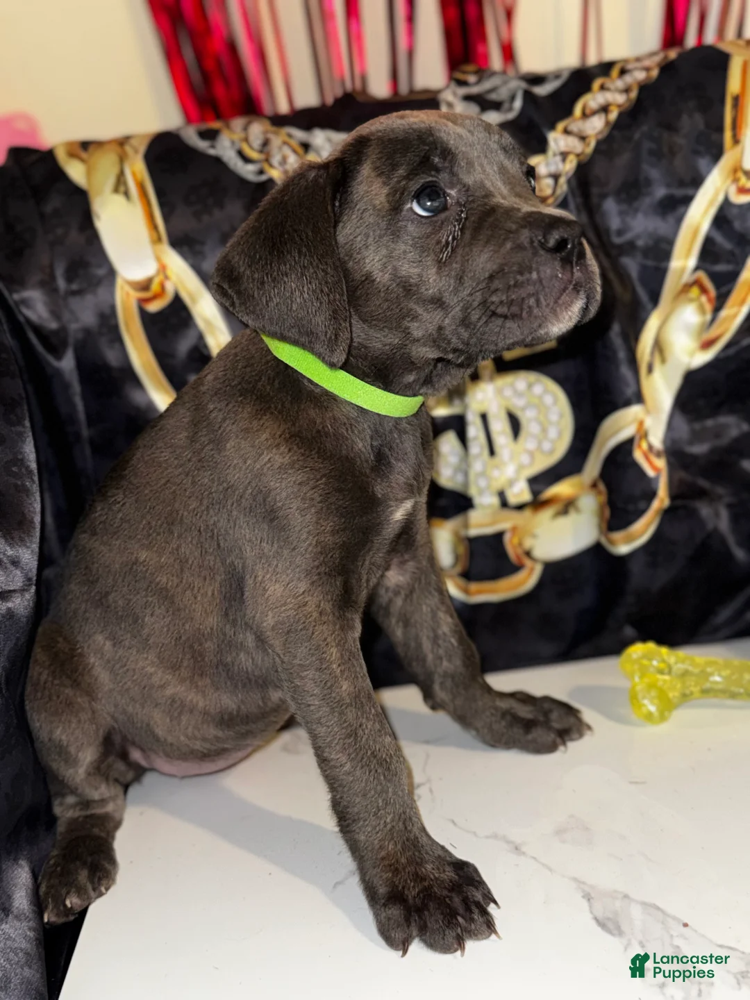 Cane Corso dogs for sale: Gaia - Ad 1