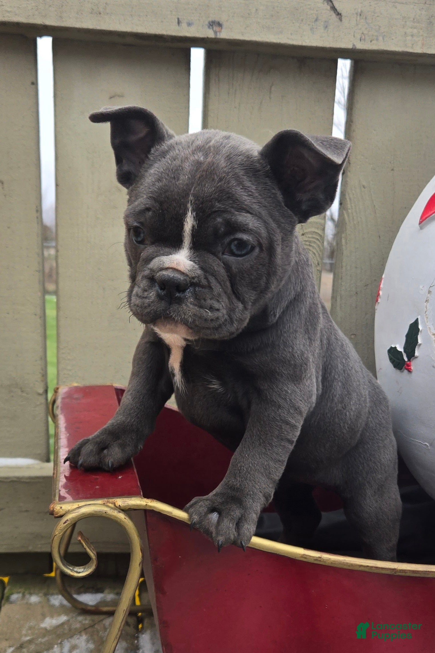 French Bulldog dogs Hope - Ad 2