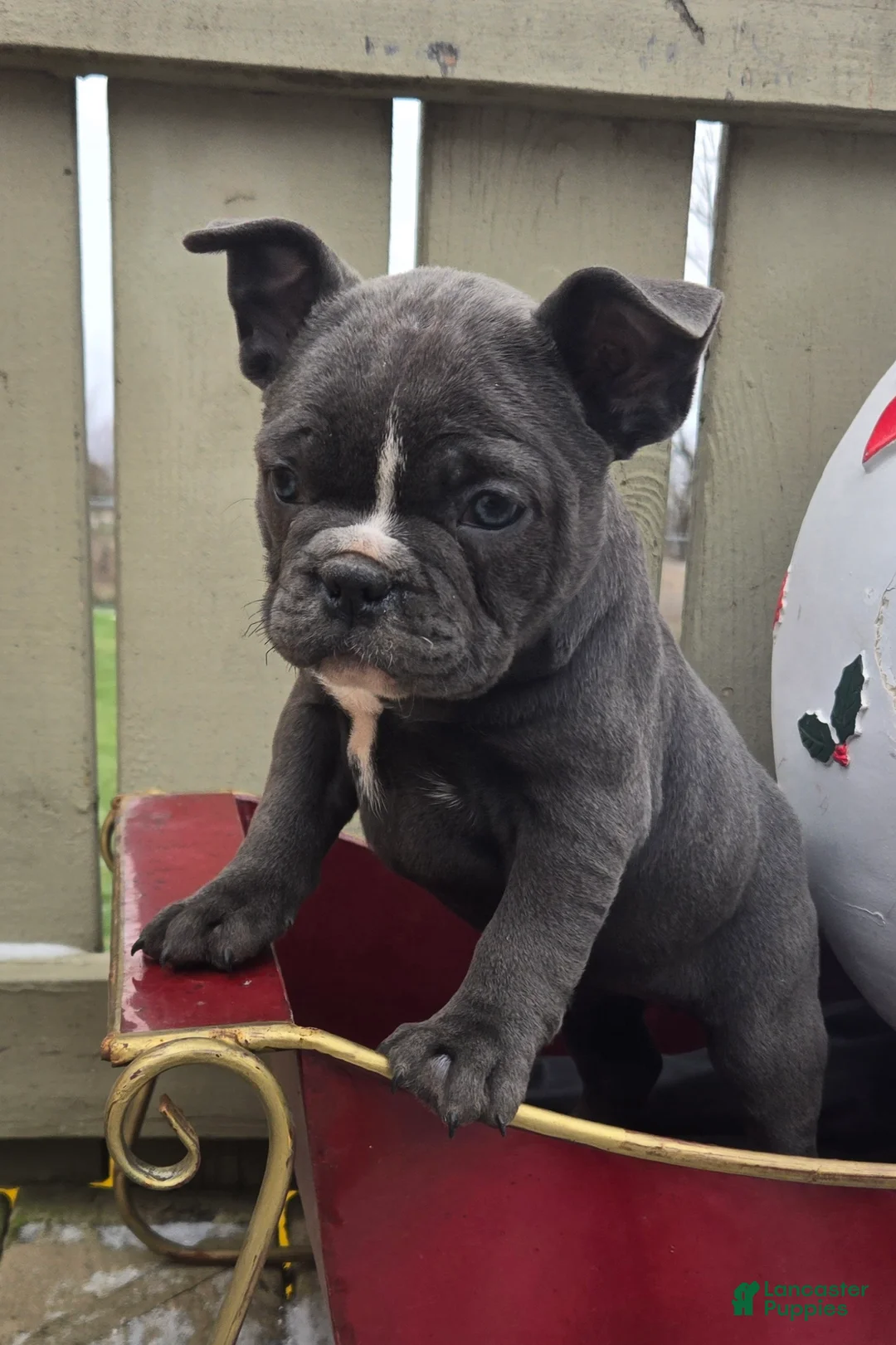 French Bulldog dogs for sale: Hope - Ad 2