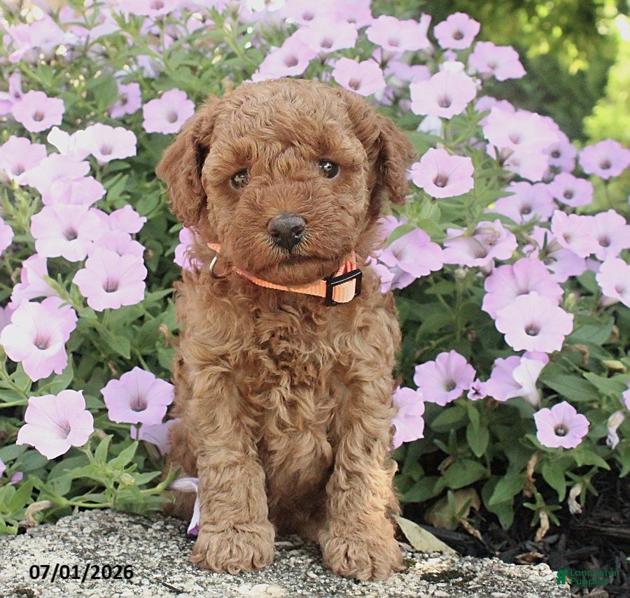 Miniature Poodle dogs Jenna - Ad 1